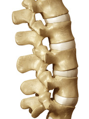 Wall Mural - human spine