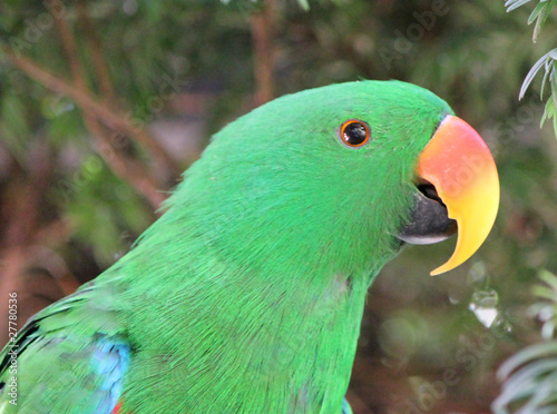 Obraz na płótnie canvas dwuczęściowy "dyptyk" Portret zielonej papugi eclectus
