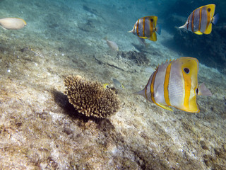  coralfish