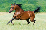 Fototapeta Konie - bay arabian horse runs gallop