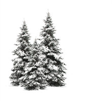 Pine Trees Isolated On White