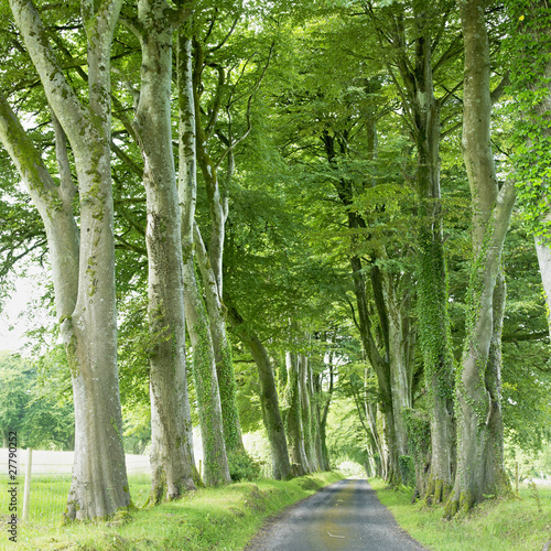 Naklejka samoprzylepna Aleja, hrabstwo fermanagh, północna Irlandia