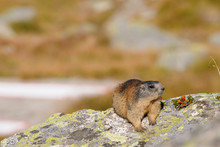 Marmot On A Boulder