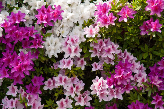 background of japanese pink white and purple azaleas