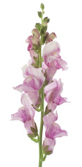 Wall Mural - snapdragon