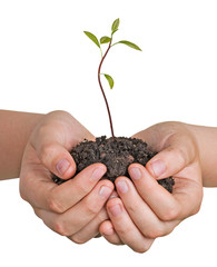 Wall Mural - avocado tree seedling in hands as a gift of agriculture