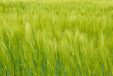 Fototapeta  - Organic Green spring grains for background