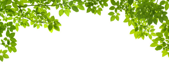 green leaves border