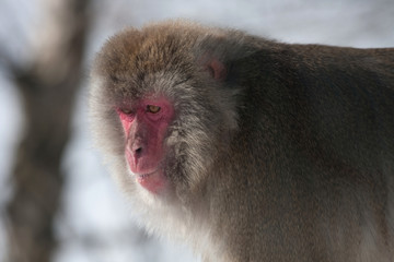 Wall Mural - Snow Monkey