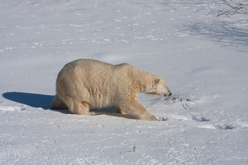 Wall Mural - Mercedes the Polar Bear
