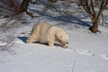 Wall Mural - Mercedes the Polar Bear