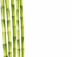  bamboo stems