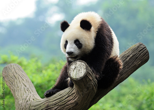 Obraz na płótnie canvas trzyczęściowy "tryptyk" Gigantyczne drzewo panda wspinaczka