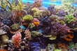 marine aquarium corals