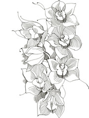 Wall Mural - picture orchid,monochrome image