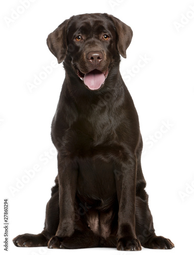 Labrador Retriever, 7 months old, sitting Tableau sur Toile