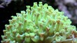 Wunderwelt Unterwasser, wunderschöne Kalkröhrenwürmer