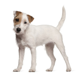 Wall Mural - Parson Russell Terrier puppy, 6 months old, standing