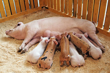 Momma Pig Feeding Piglets