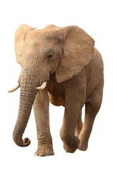 Wall Mural - african elephant isolated