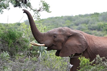 Wall Mural - african elephant with raised trunk
