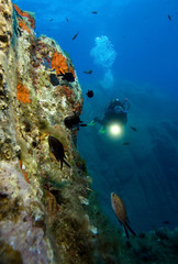 Wall Mural - Underwater world. Divers and fishes