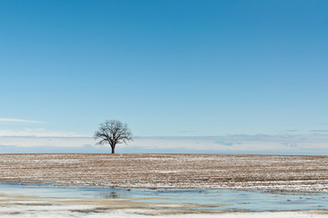 Poster - Lone Tree in Winter Field with Blue Sky