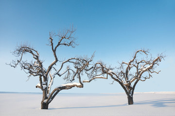 Winter trees