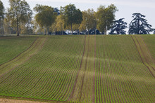 Farm Landscape Patterned By Young Crop Lines