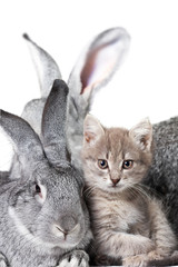 Wall Mural - Rabbit and kitten