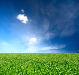 Wall Mural - Meadow with green grass and blue sky with clouds