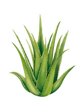 Aloe Vera Plant Illustration