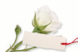White rose with blank label