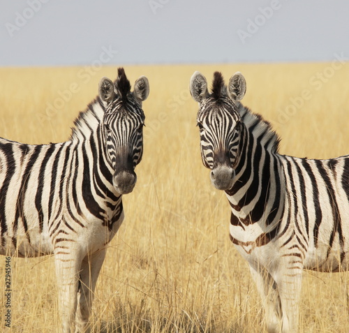 Plakat na papierze fotorealistycznym Zebra