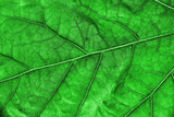 Fototapeta  - Green leaf background