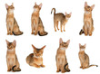 abyssinian cat collection isolated on white background.