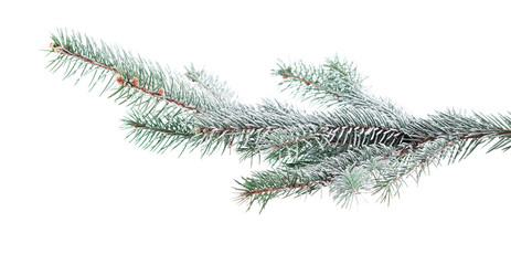 christmas tree branch