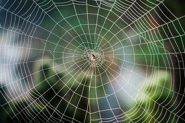 spiral orb web with a spider