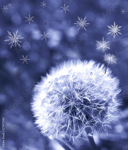 Obraz w ramie Dandelion seeds is transforming to snowflakes