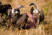 Vultures Feeding