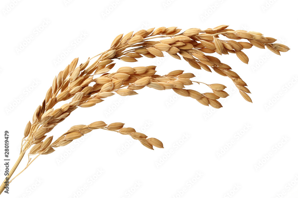 Rice on white Background Stock Photo | Adobe Stock