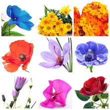 Flowers Collage