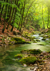 Poster - river deep in mountain forest