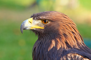 Portrait of a Golden Eagle (Aquila chrysaetos)