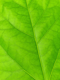Fototapeta  - Green leaf texture, macro photo