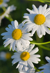 white garden camomiles