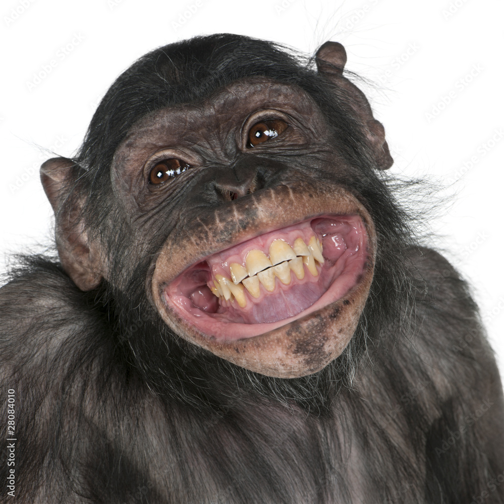 Close-up of Mixed-Breed monkey between Chimpanzee and Bonobo - obrazy, fototapety, plakaty 