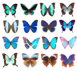 Fototapeta Motyle - Some various butterflies isolated on white