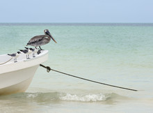 Brown Pelican And Seagulls Sitting On Boat In Ocean