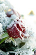 Frozen red rose with white frost